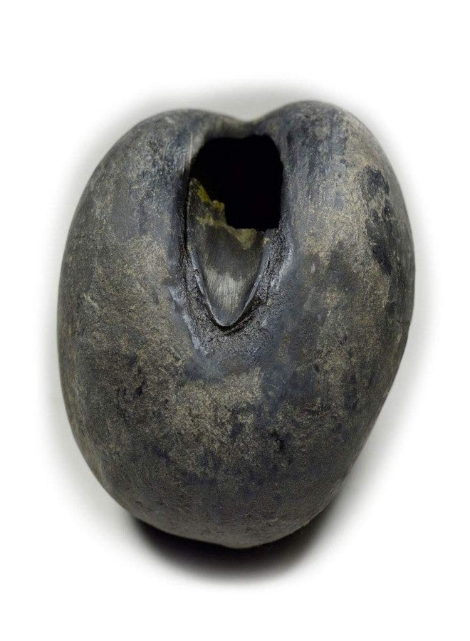 غلوبال حجر سانتان جوبال شاليجرام شيلا الأصلي العالمي من نهر غانداكي في نيبال لورد فيشنو، تولسي بوجا - Image 1